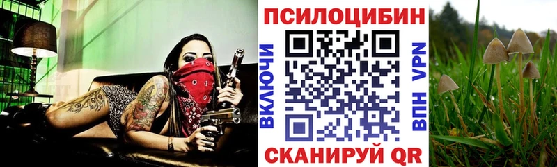 Псилоцибиновые грибы Psilocybe  Рузаевка 